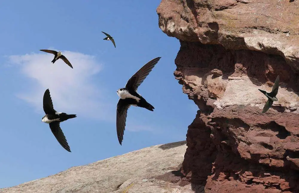 Writing a Cordova Plugin in Swift 3 for iOS