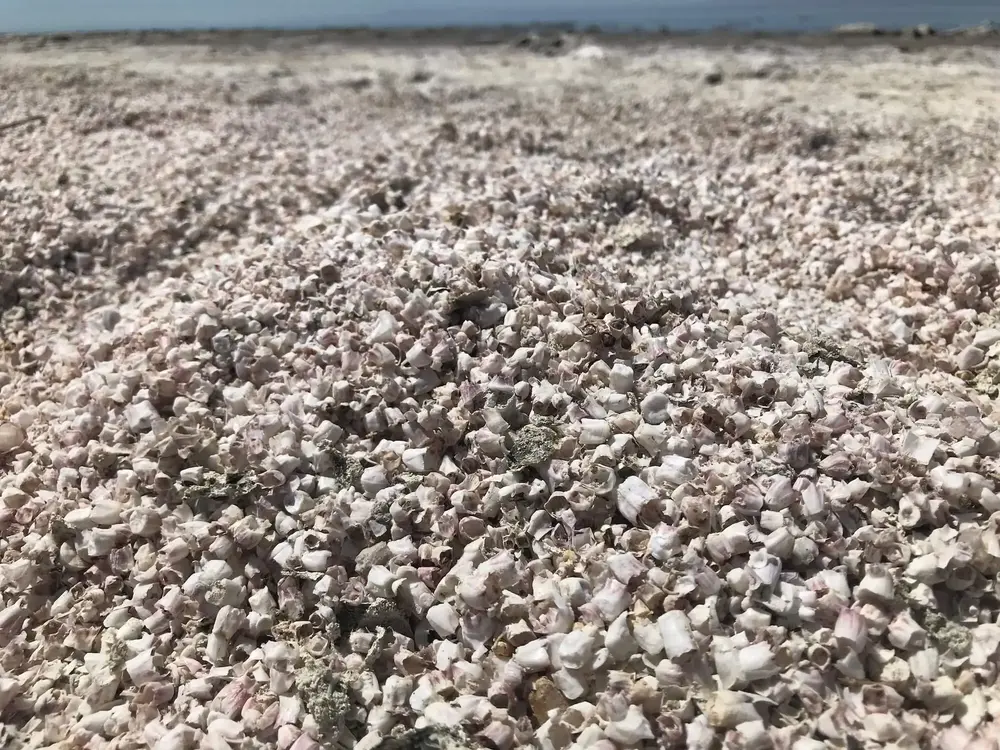 Mecca Beach, it's not sand it's fish bone